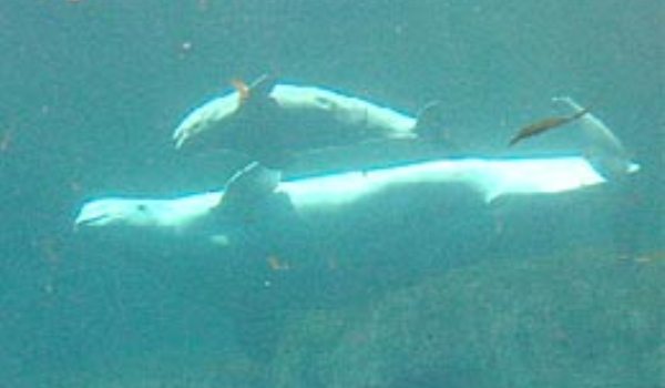Un pui de balena beluga este tratat cu antibiotice