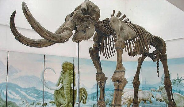 Mammuthus Sungari Descopera.ro