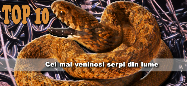 Pelmel image cat Top 10 Cei mai veninosi serpi din lume