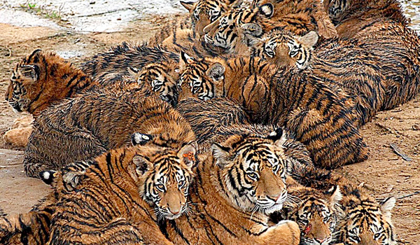 bulme de tigru în varicoza