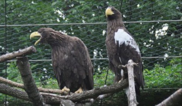 vulturi elvețieni anti-îmbătrânire