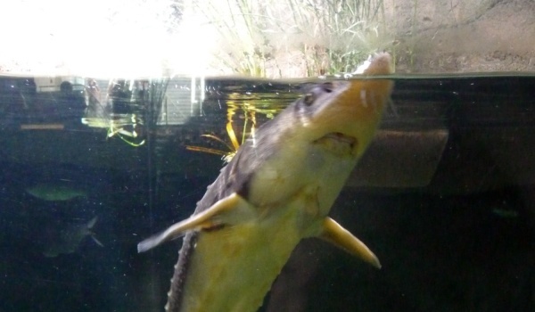 DupÄ Romania Si Bulgaria Interzice Pescuitul De Sturion In DunÄre Descopera Ro