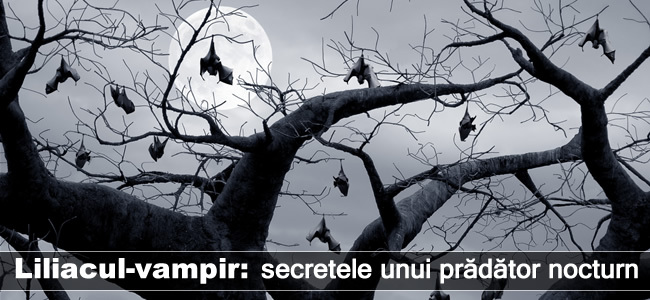 Liliacul-vampir: secretele unui prădător nocturn