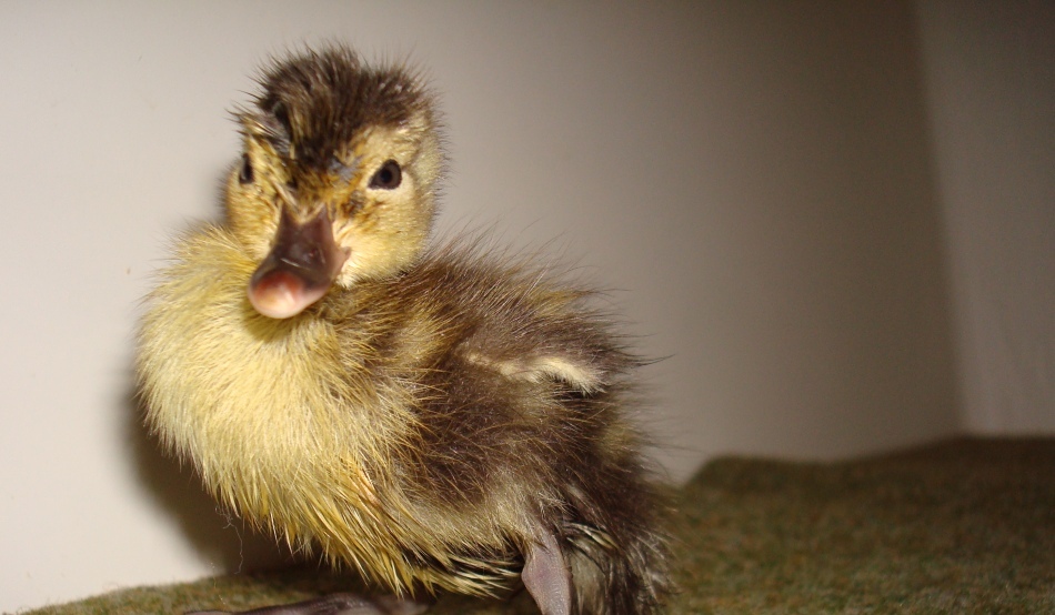 Cei mai rari boboci de raţă tocmai au eclozat (VIDEO)