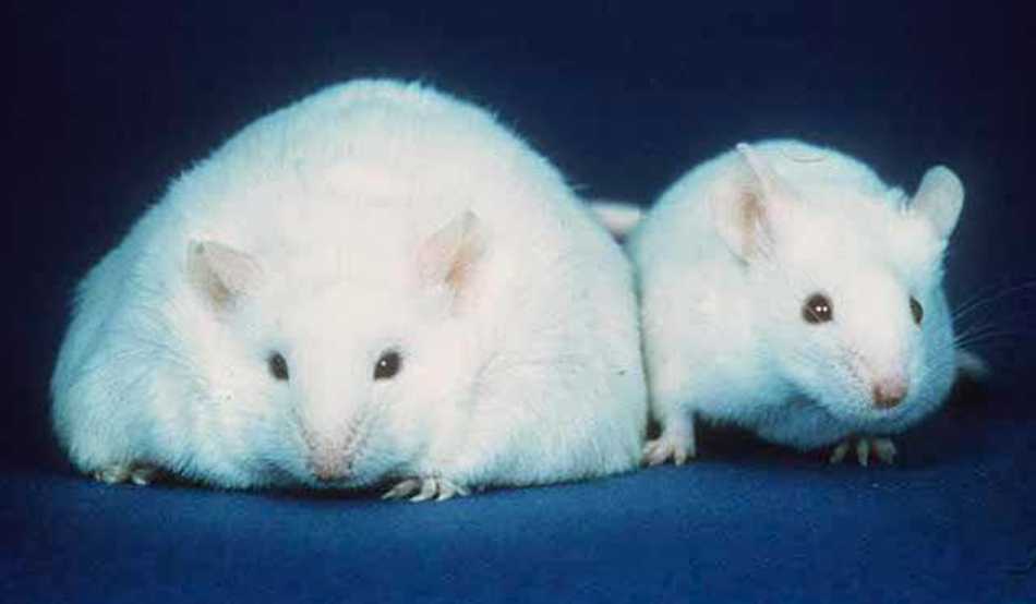 pierderea în greutate șobolani obezi