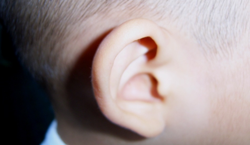 urechi două penis