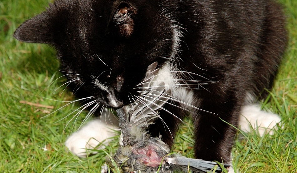 Кошка ест птицу. Кот съел птичку. Кошка ест мышь. Кот поймал птичку.