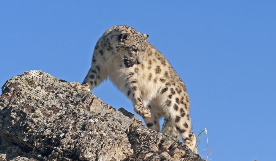 În ce țări trăiește leopardul zăpezii? Ce mănâncă leopardul de zăpadă (irbis) și cum vânează