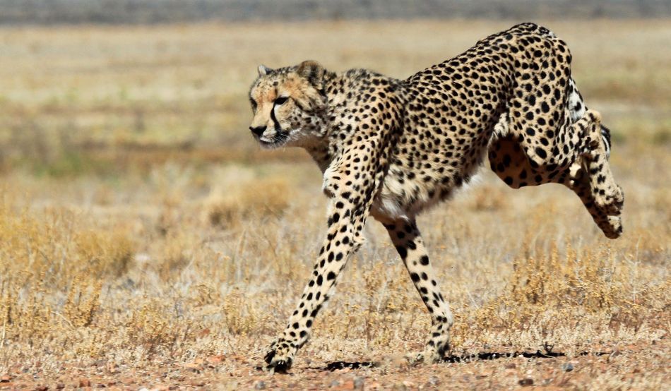 vedere într-un ghepard