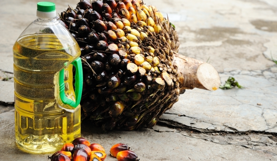 Be careful Bend Laws and regulations Războiul uleiului de palmier