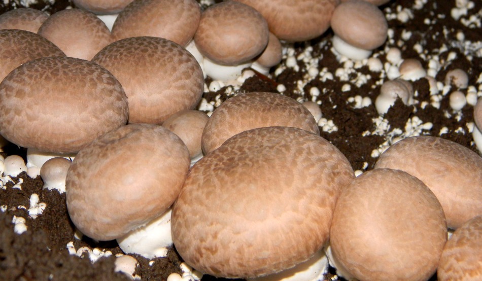 Morel ciuperci pentru rețetă de tratament comun