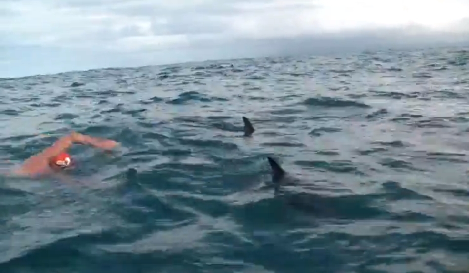 Нападение дельфинов. Дельфины спасают людей от акул. Дельфин спасает человека от акулы.
