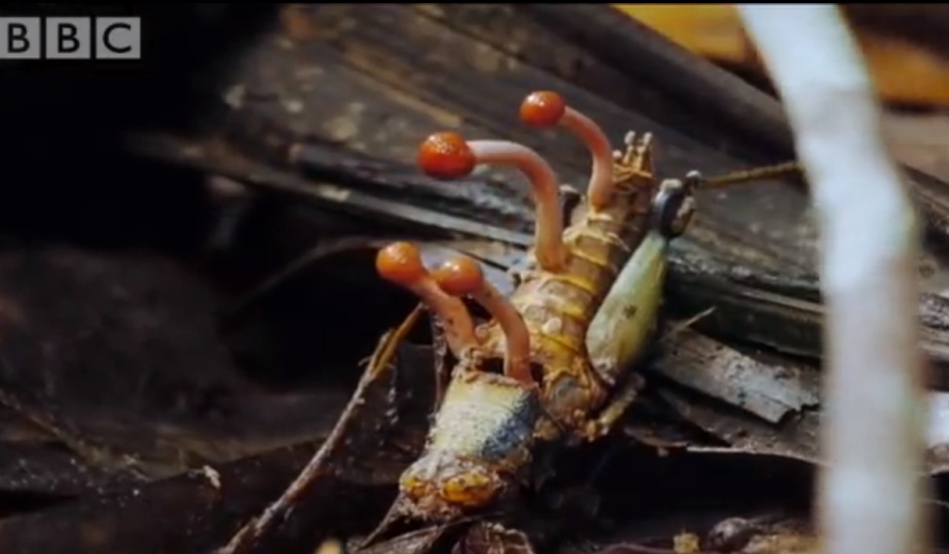Această ciupercă poate controla mental furnicile, făcându-le zombi