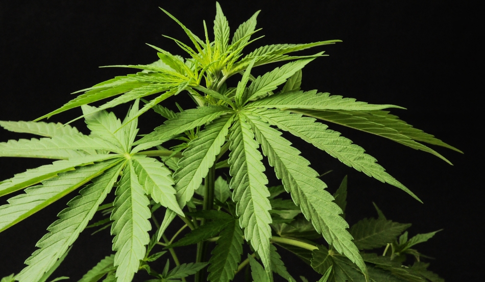 Cannabis și THC Cercetări emergente, riscuri, efecte secundare - Despre Sănătate - 