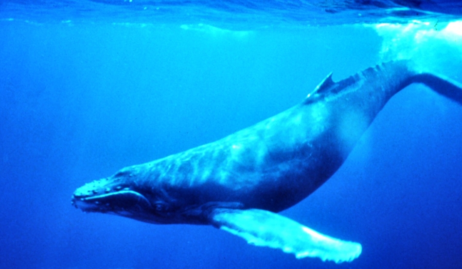 balena albastră a penisului
