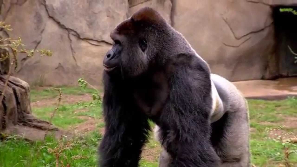 gorila opțiuni binare