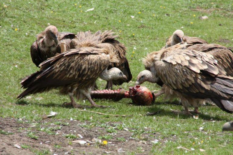 turcia dating vulture)