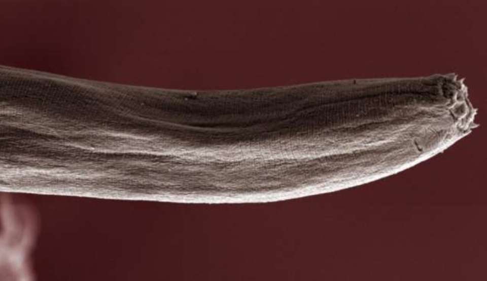 Ottoia tricuspida - „viermele penis” era un carnivor feroce - SciNews