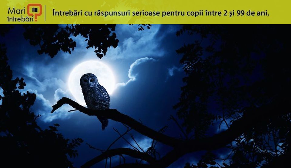 Cum reuşesc animalele să vadă în întuneric?