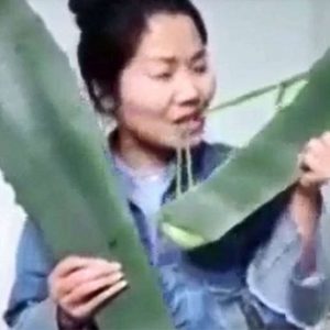 fibre aloe vera Aloe Vera Fiber Bundle. 100% Natural Fiber. Plant Fibers. Semi-Combed. –  Conserving Threads