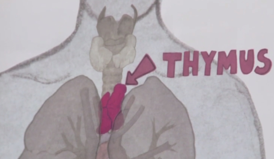 Lucruri de ştiut despre glanda timus funcţii şi boli