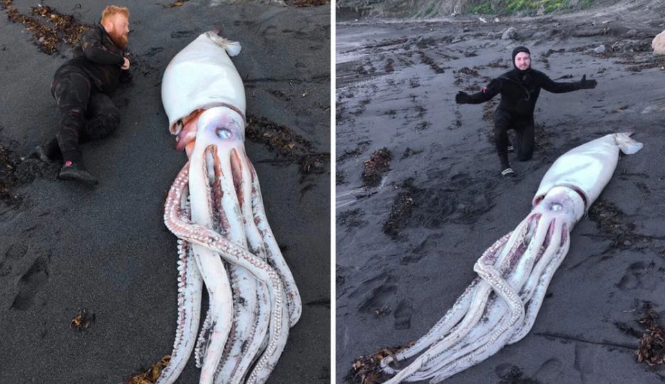 Un calamar gigant a fost descoperit de scafandri pe o plajă din Noua ...