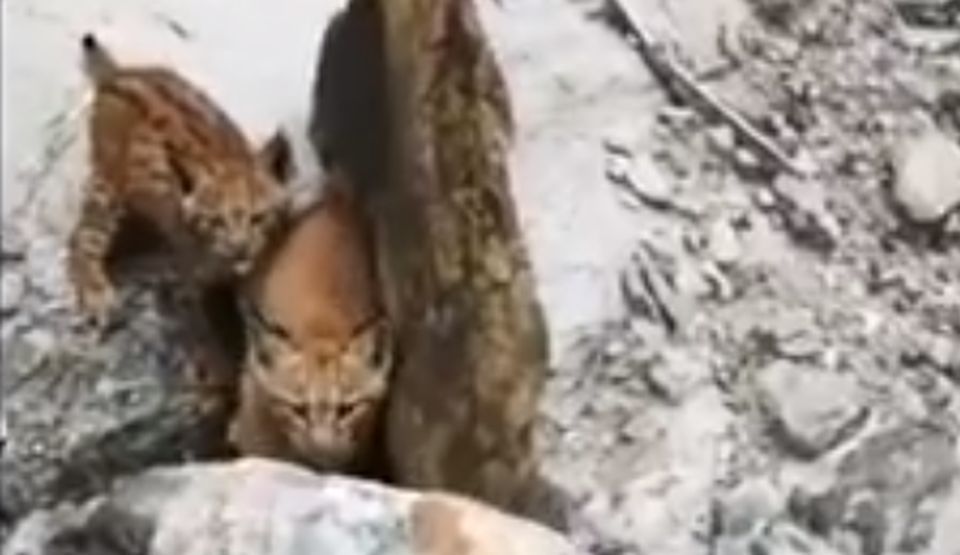 Întâlnire inedită cu doi pui de râs în pădurile din Munţii Neamţului