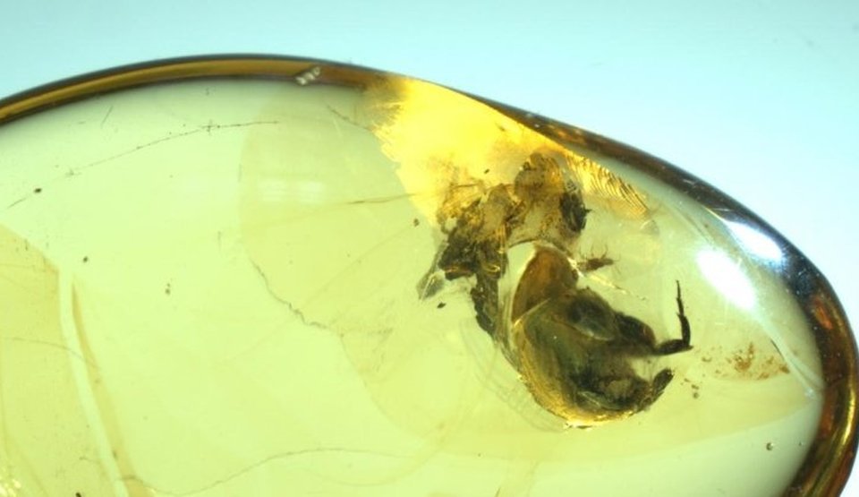 O bucată de chihlimbar în care a fost prinsă o insectă mai adaugă cel ...