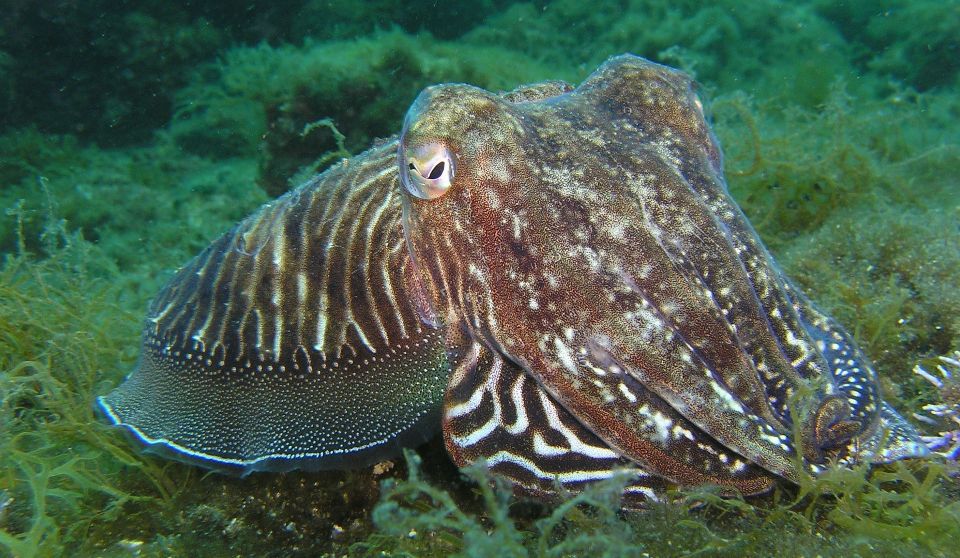 calamar gigant | Descriere, poziție și fapte
