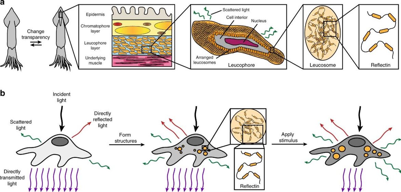 Cercetătorii s-au „jucat” cu celule umane și le-au oferit puteri de invizibilitate
