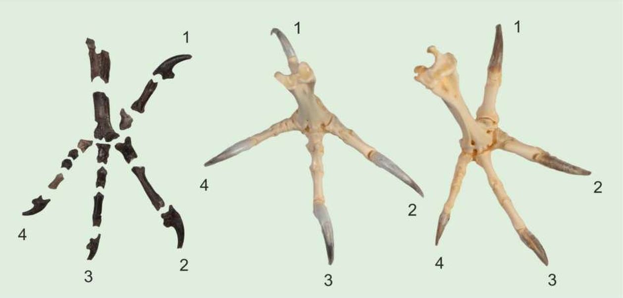 Fosila veche de 55 de milioane de ani a unei bufnițe dezvăluie cât de periculoase erau aceste păsări de noapte