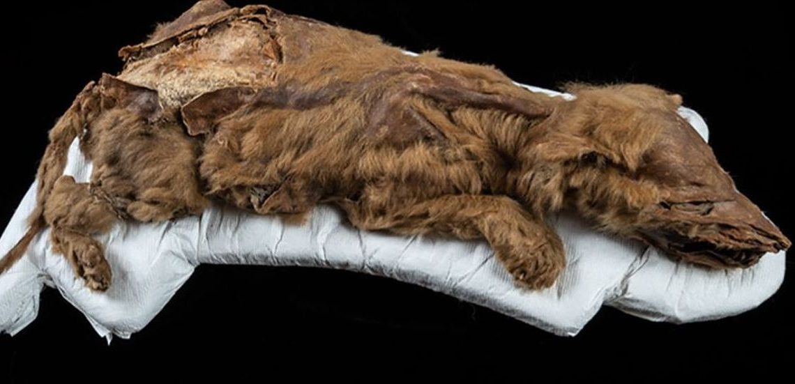 Suppose Anoi skull Un pui vechi de 57.000 de ani, cel mai complet specimen de lup din Epoca de  Gheață descoperit până acum
