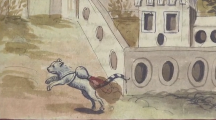 pisici rachete razboi