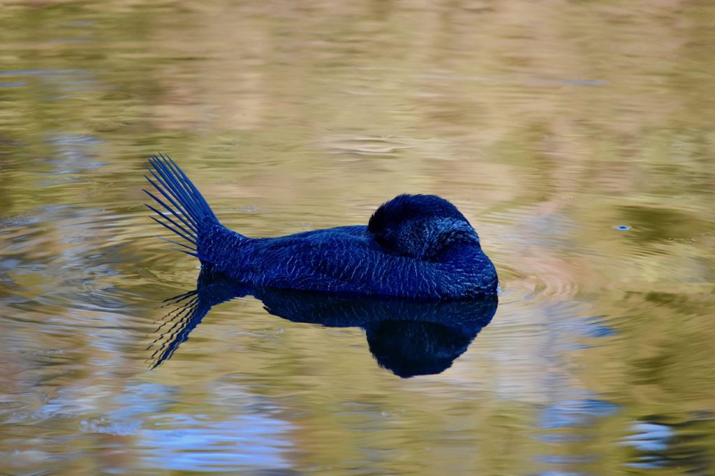 rata de mosc australiana