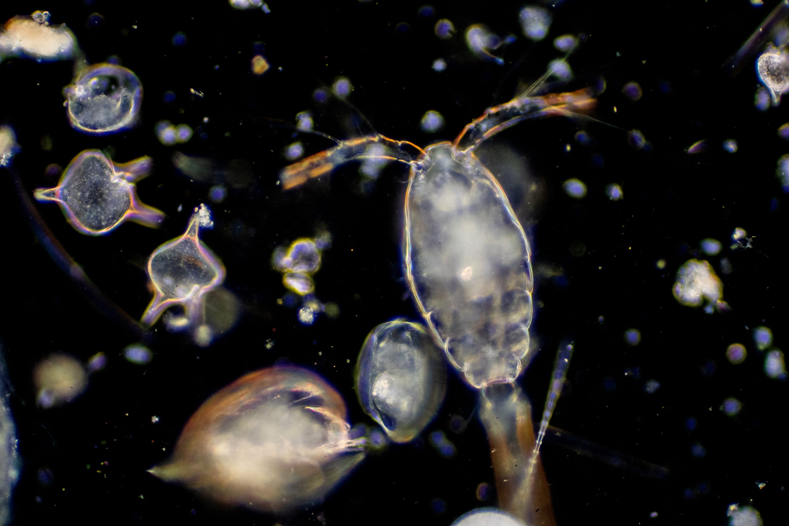 Скопление живых организмов. Зоопланктон жгутиковые. Планктон Сальпа. Зоопланктон в океане. Зоопланктон в воде.