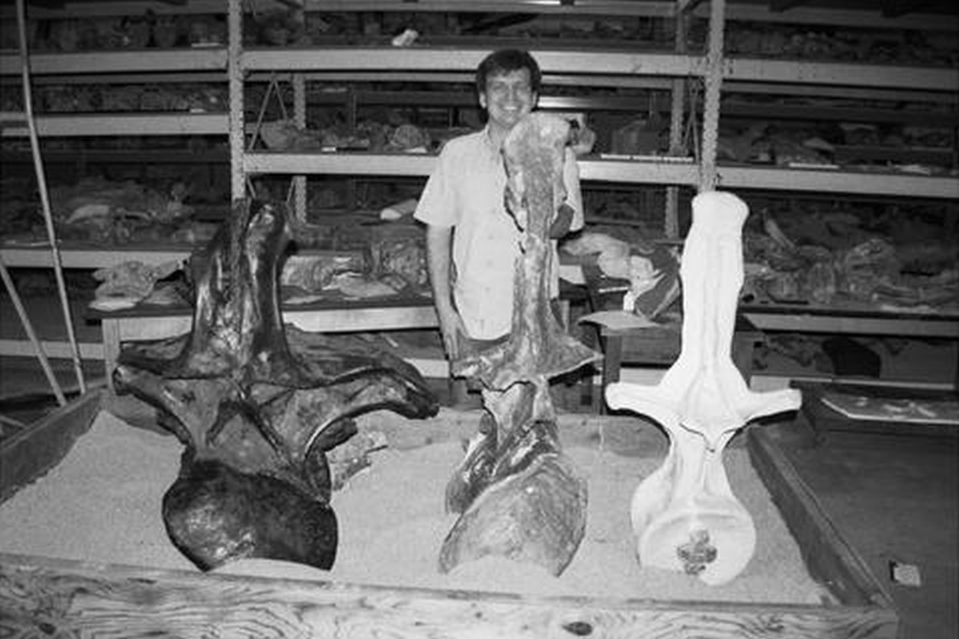 cel mai lung dinozaur