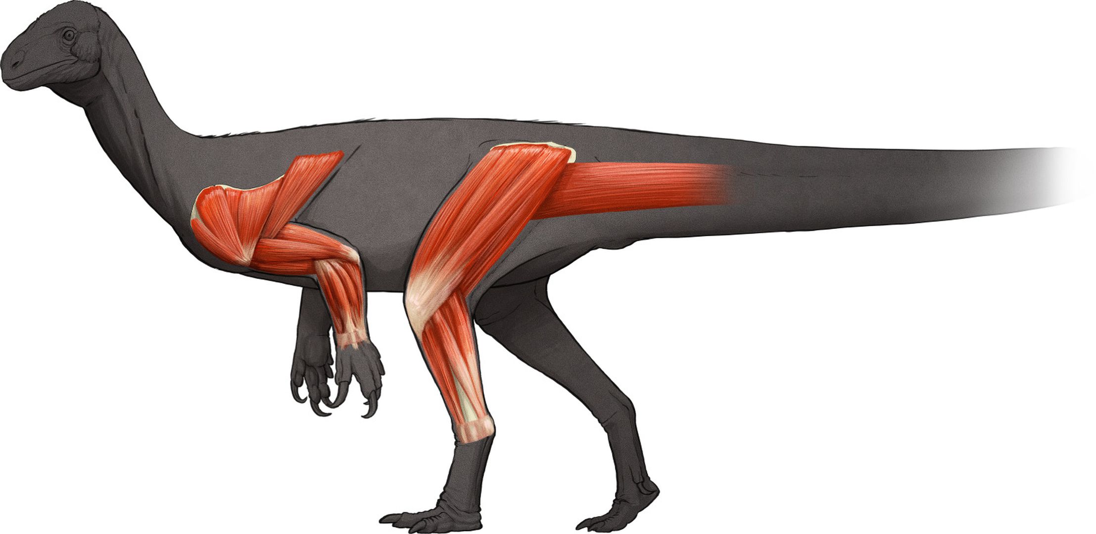 cum se mișcau dinozaurii