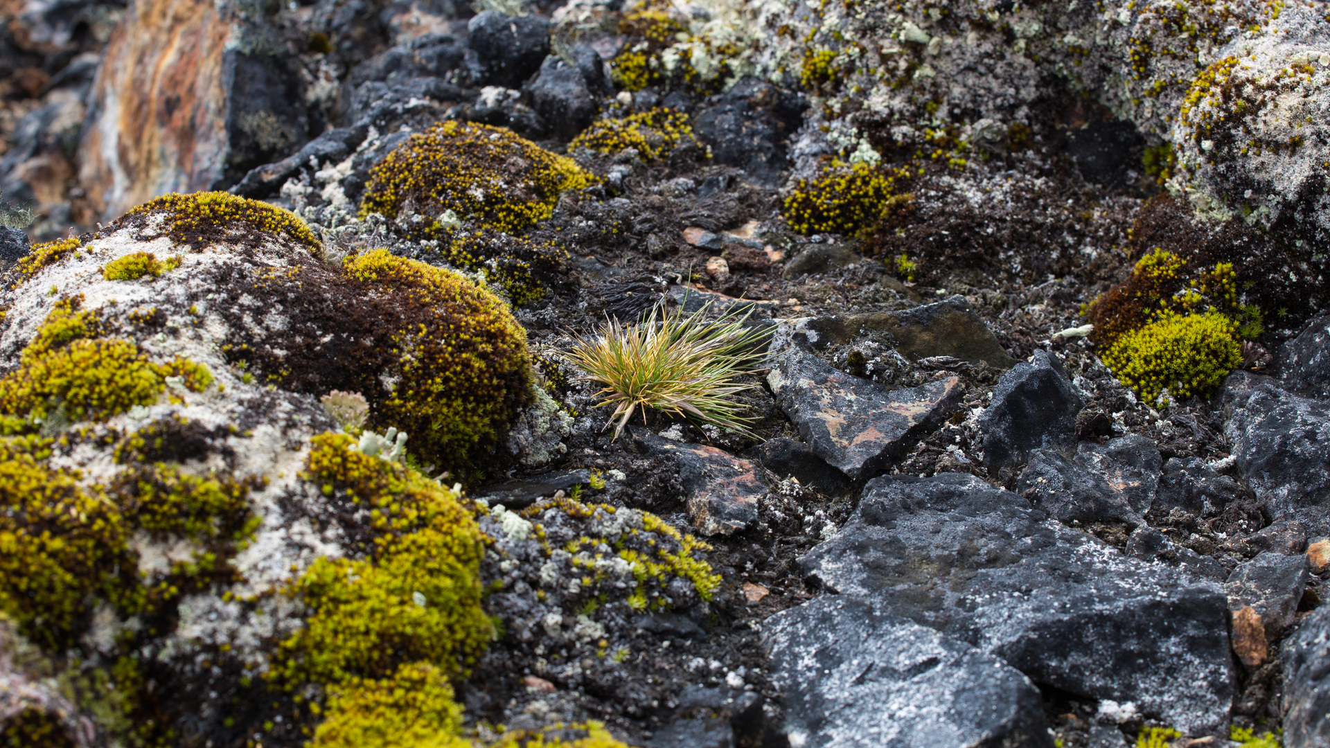 Florile din Antarctica