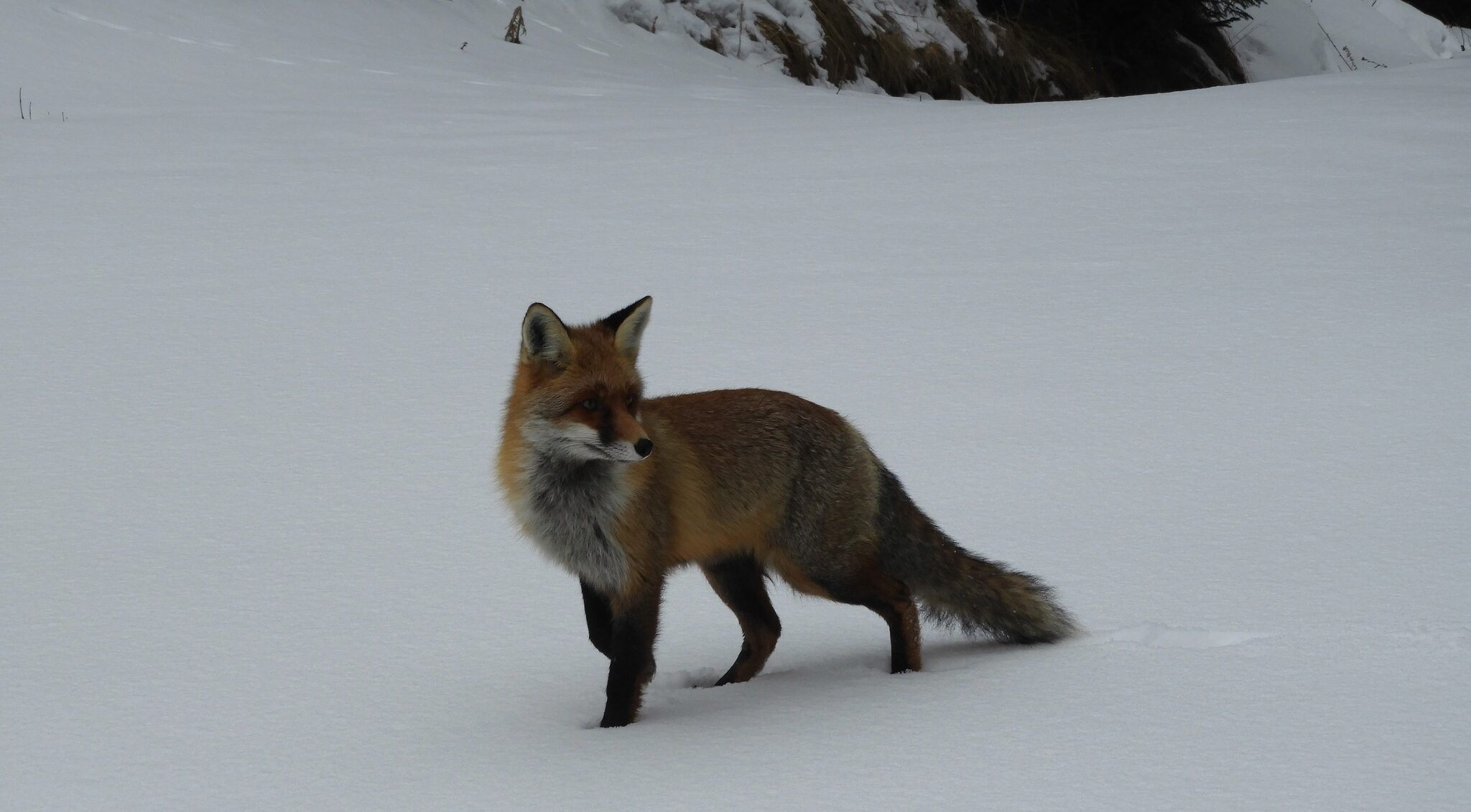 Imagini inedite cu „o vulpiță frumoasă” în Parcul Natural Bucegi ...