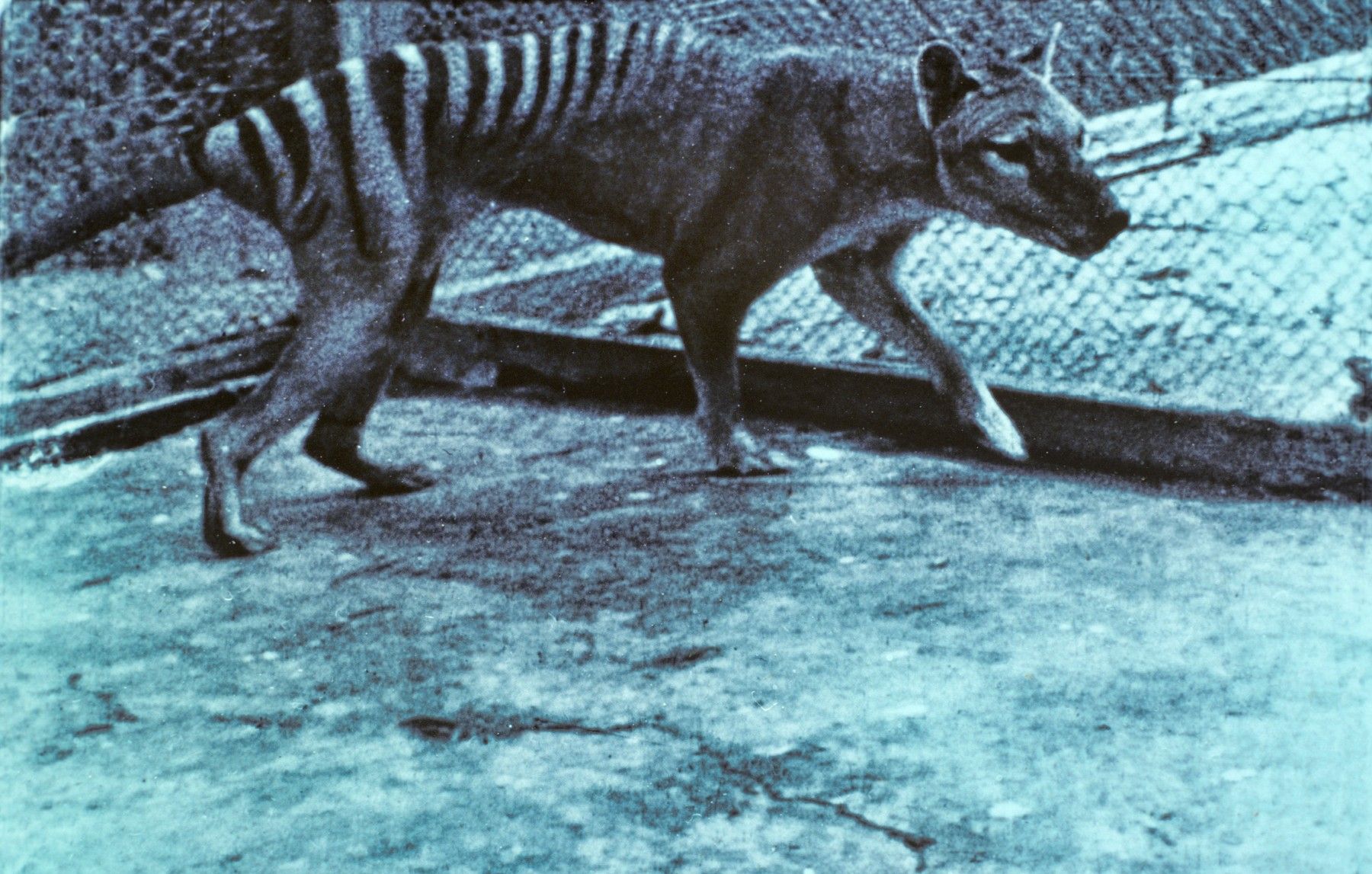 Mortal Mechanic Bargain Lupul marsupial sau tigrul tasmanian, dispărut de aproape 100 de ani, ar  putea fi readus la viață