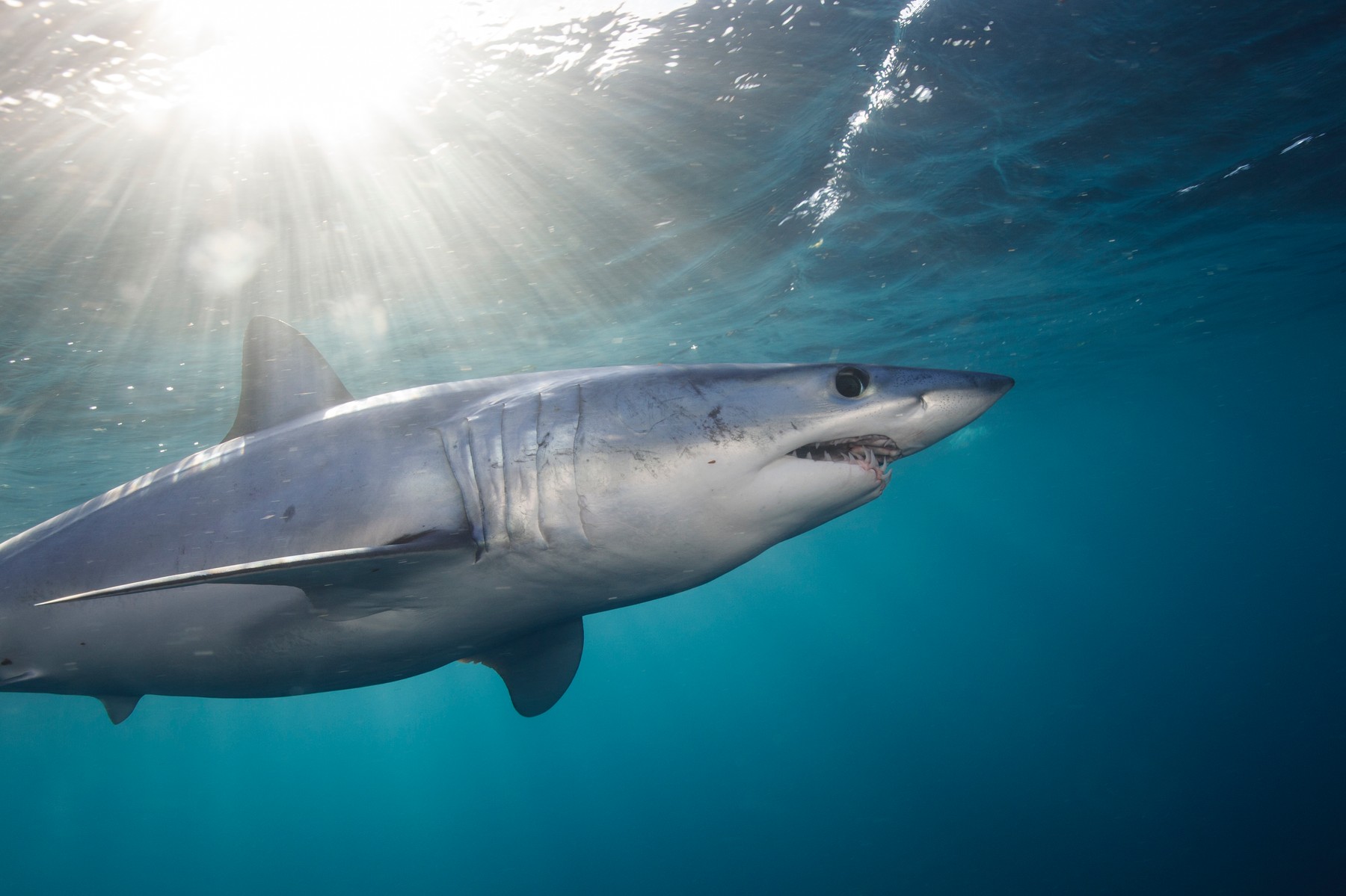 Everything you need to know about mako sharks. How dangerous are they