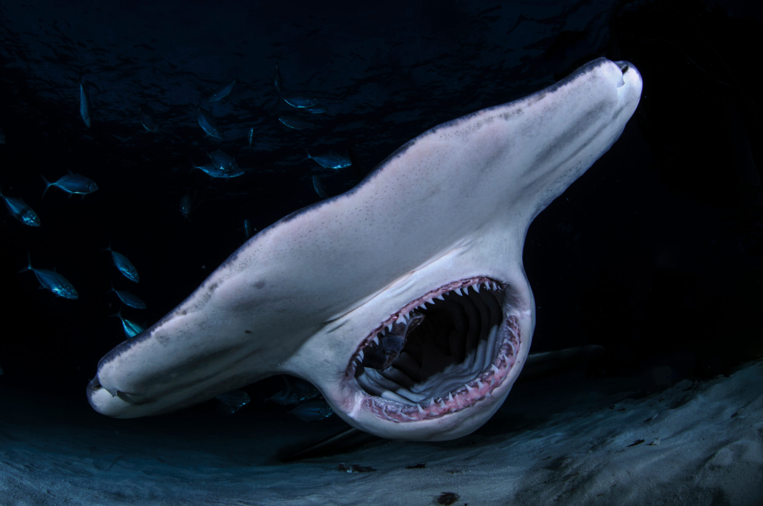 Акула открывает рот