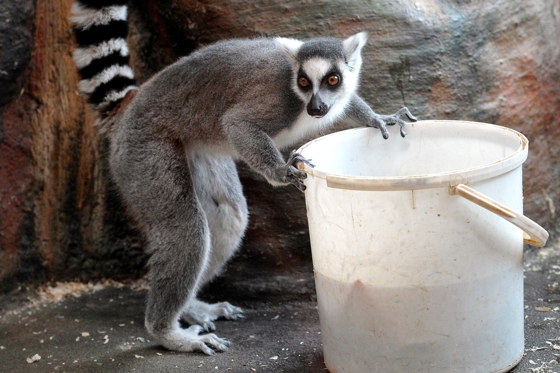 Test de cultură generală. Unde trăiesc lemurii?