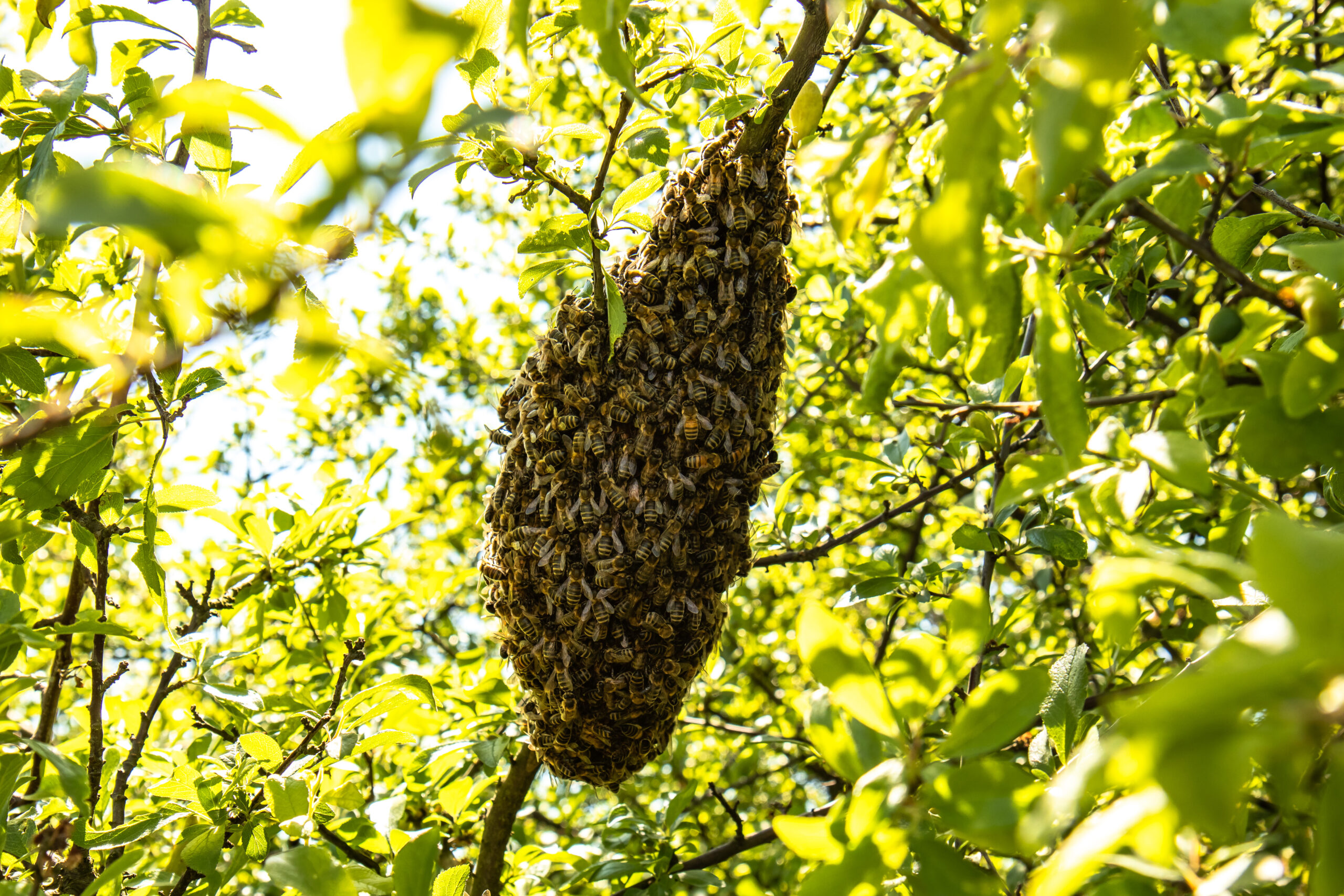 Câte albine încap într-un aparat cu raze X? Un studiu inedit oferă ...