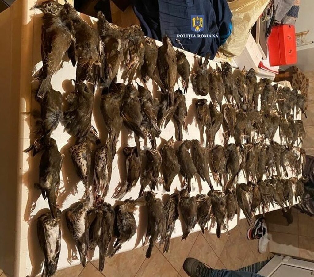 O cantitate impresionantă de vânat