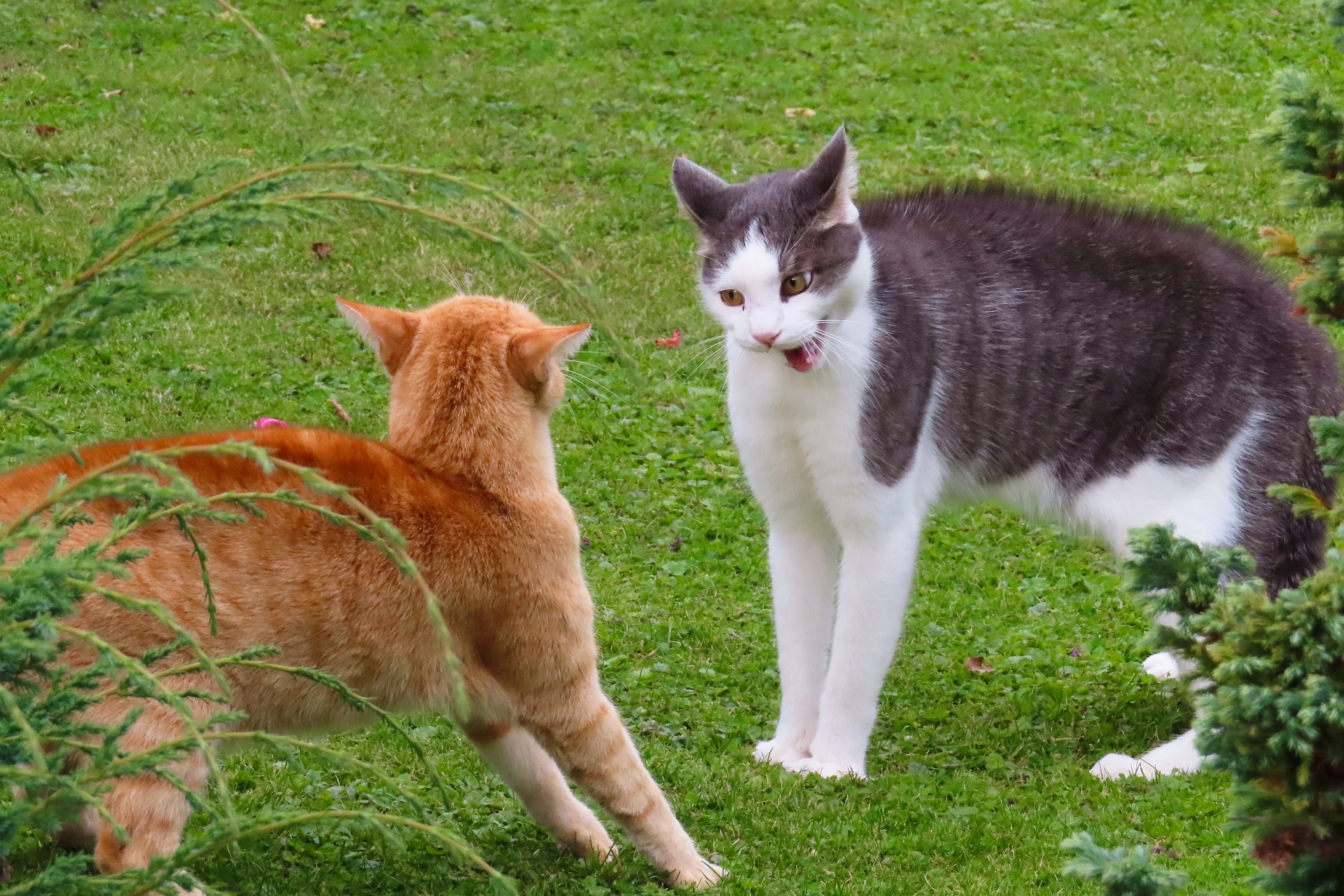 Кошки дерутся что делать. Коты шипят друг на друга. Коты дерутся. Две кошки. Два кота.
