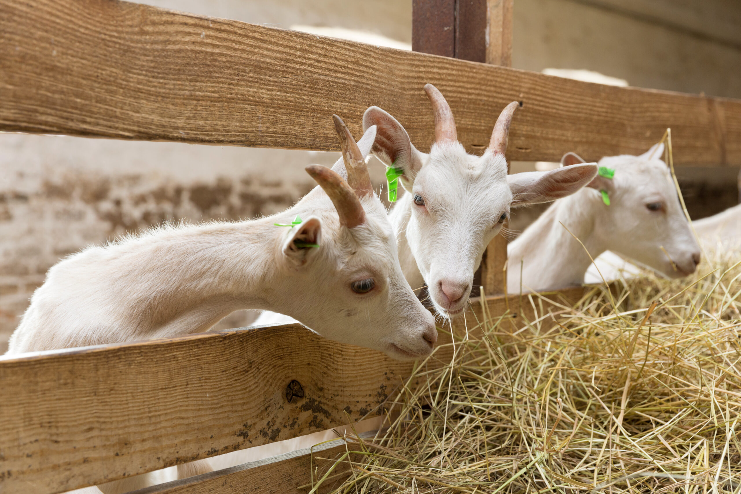 Чем кормят домашних коз. Корма для коз. Сельскохозяйственные животные. Коза с козлятами. Козья ферма.