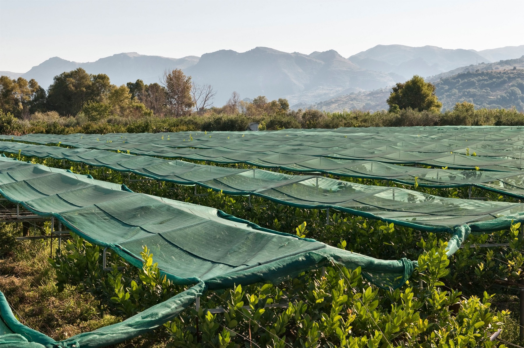 Gli agricoltori italiani salvano frutti antichi utilizzando l’energia solare
