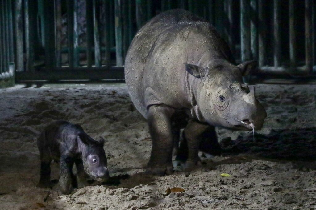 un-rinocer-dintr-o-specie-pe-cale-de-dispari-ie-a-n-scut-un-pui-n-indonezia