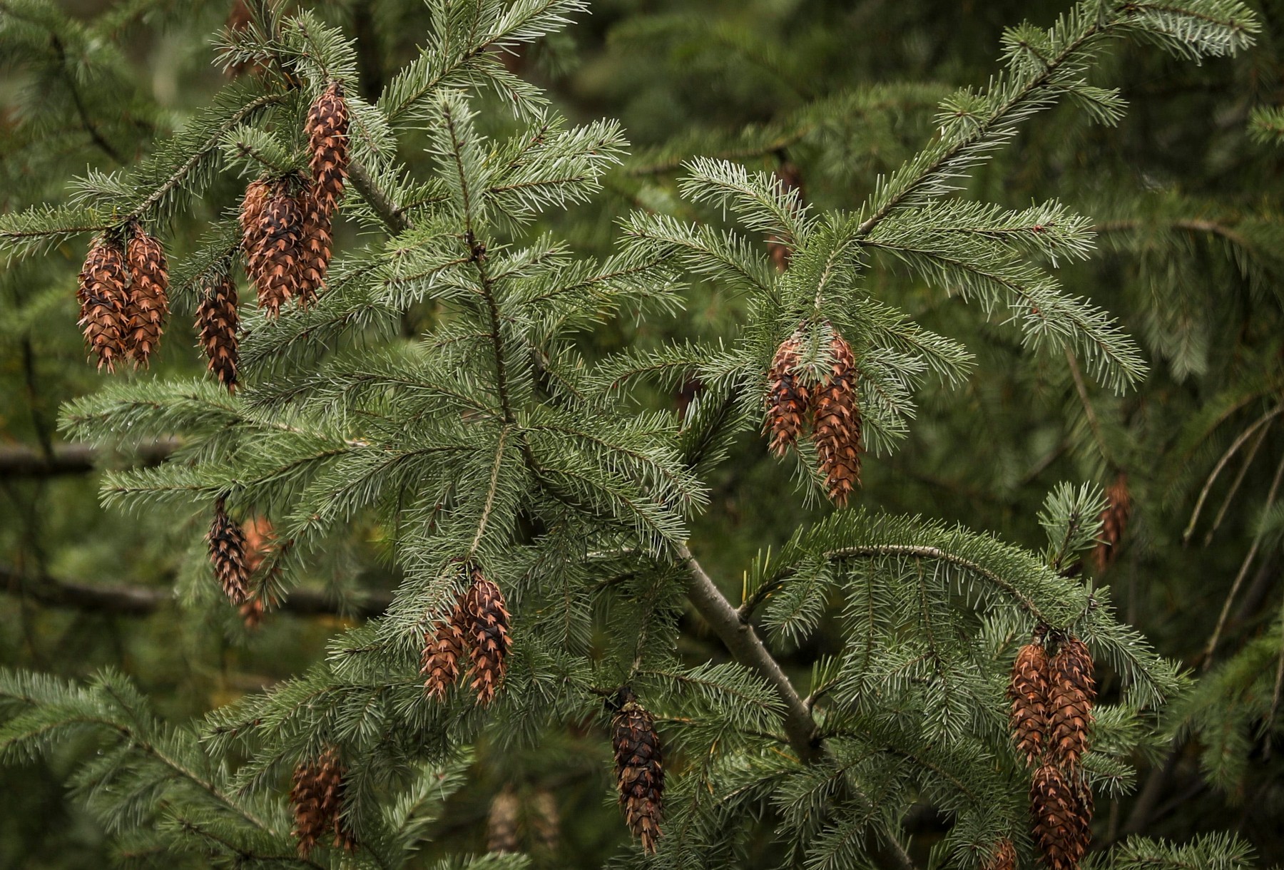 How tall is the tallest Christmas tree in Europe? research school